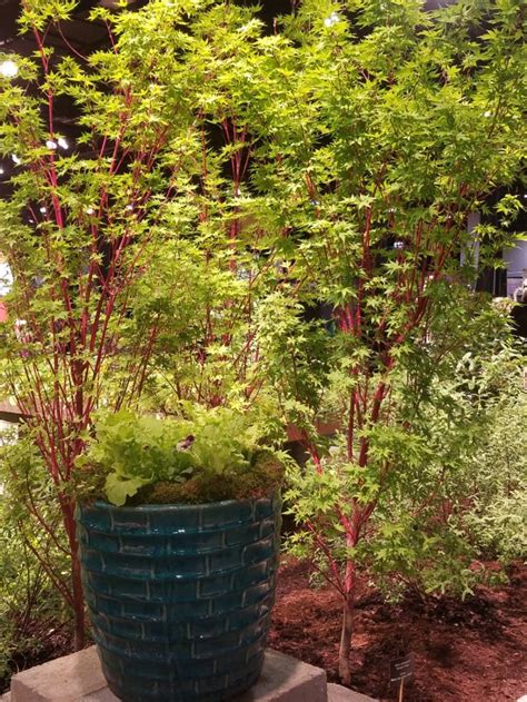 Clematis Salvia Coral Bark Maple And Deer Repellant Perennially Yours