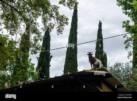 Goats On A Roof Stock Photo Alamy