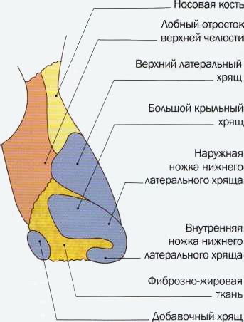Яка функція носа у людей. Носова порожнина: будова і функції
