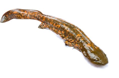 The Plight of the Hellbender: North America's Largest Salamander | OutdoorHub