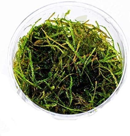 Amazon Cup Mainam Vesicularia Dubyana Java Moss Naturally