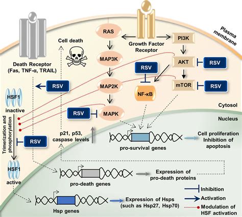 Resveratrol Rsv Interacts With Various Intracellular Molecules