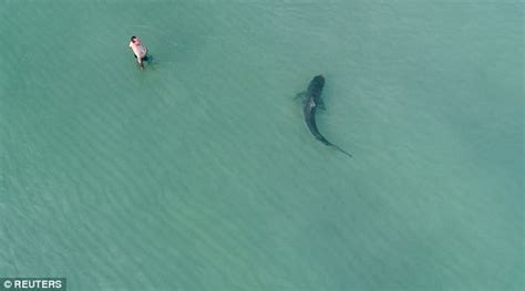 Tiger Shark Weaves Between Unsuspecting Swimmers In Miami Daily Mail