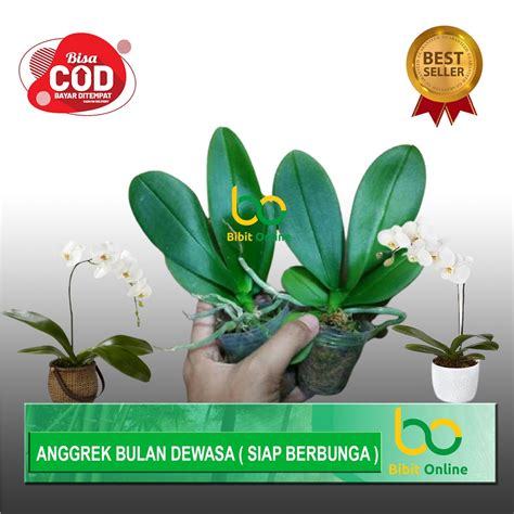 Jual Anggrek Bulan Dewasa Siap Berbunga Bibit Online Shopee Indonesia