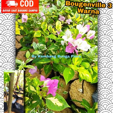 Jual Bugenvil Warna Bougenvile Bugenvil Bunga Kertas Tanaman Hias