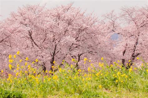 Flor De Cerezo O Sakura Hermosa En Tiempo De Primavera En Jap N Foto De