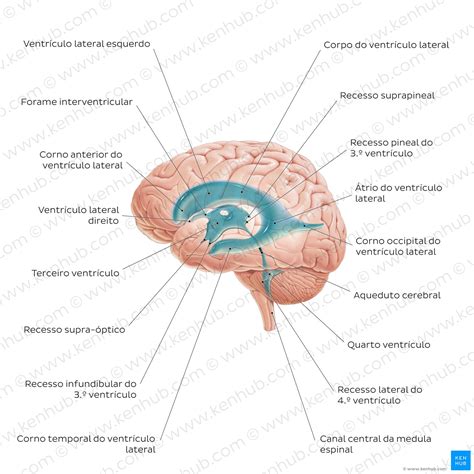 Sistema nervoso central Anatomia estrutura e função Kenhub