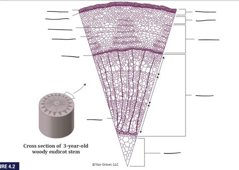 Bio Lab Quiz Diagram Tree Cross Section Diagram Quizlet