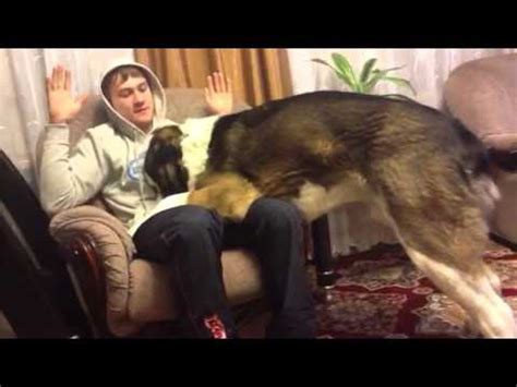 самый злой алабай в мире) - YouTube