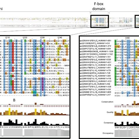 FBD And LRR Multiple Alignment Multiple Alignment Of The FBXL Protein