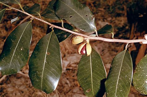 Nutmeg Tree Plant Britannica