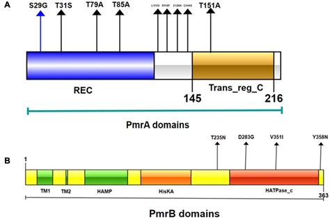 Frontiers Molecular Epidemiology And Colistin Resistant Mechanism Of