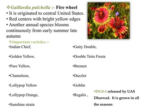 Gaillardia Crop Ppt