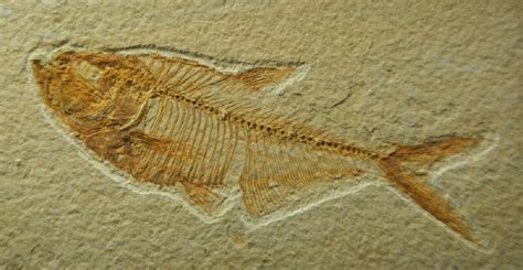 Diplomystus Fish Fossils Framed