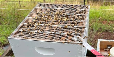 Bee Keeper Removing Queen Excluder From A Bee Hive Stock Off