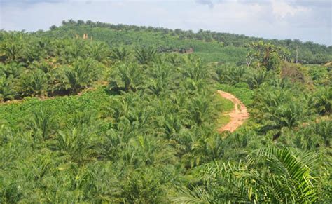 Berita Sawit Kabupaten Ini Memiliki Areal Perkebunan Kelapa Sawit