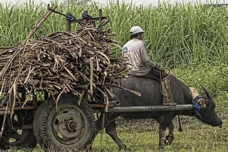 Agrarian Reform And The Difficult Road To Peace In The Philippine