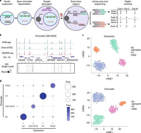 Linked Single Nucleus Transcriptome And Chromatin Accessibility