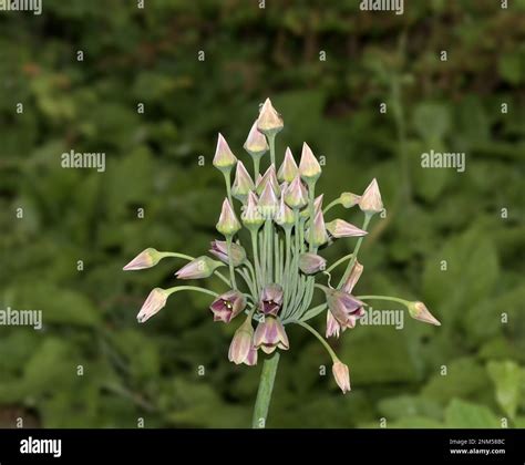 Sicilian Honey Garlic Allium Siculum Or Nectaroscordum Siculum