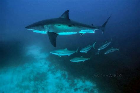 Pin By Gregory Polosecki On Requin Shark Beach Sunset Creatures