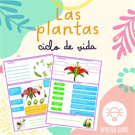 Ciclo De Vida De Las Plantas Ficha Interactiva Ciclo De Nbkomputer