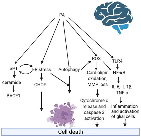 Ijms Free Full Text Fatty Acids An Insight Into The Pathogenesis