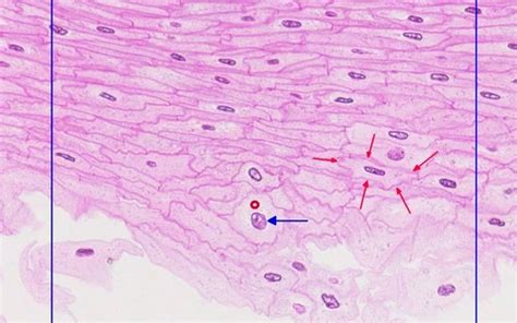 A P1 BIO141 LAB 2 Histology Flashcards Quizlet