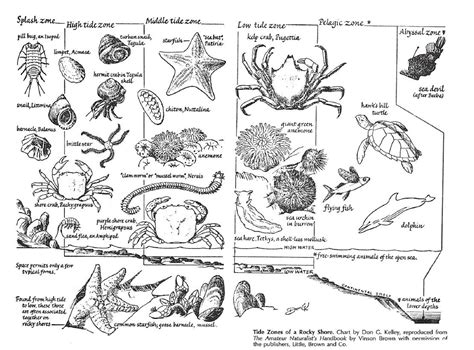 Intertidal Zone Food Web Diagram