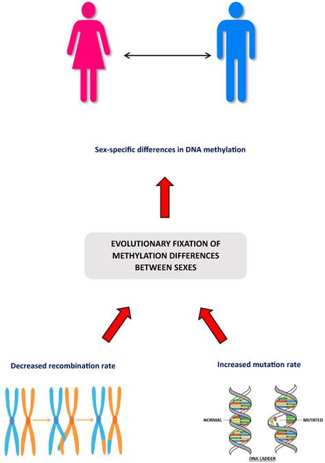 Sex Specific Differences In Human Dna Methylation And Its Maintenance