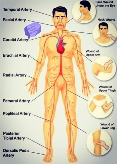 Arteries In Body Medical Related Information Neet Pg