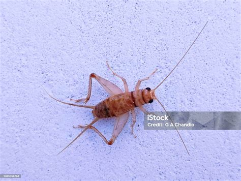 House Cricket Cricketinsect Crickets Animals Acheta Domesticus Grillo