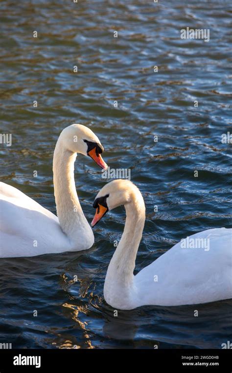 Wellingborough Northamptonshire Uk Stock Photo Alamy
