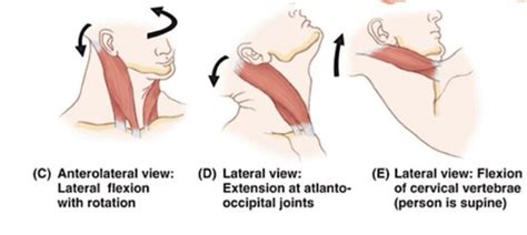 Neck Musculature And Viscera Flashcards Quizlet