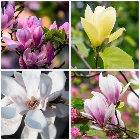 Magnolia Tree Flower Colors | Best Flower Site