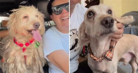 Os Mais Incr Veis Antes E Depois De Cachorros De Santa