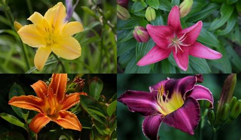 Daylily Different Hemerocallis Types Plant Varieties And Facts