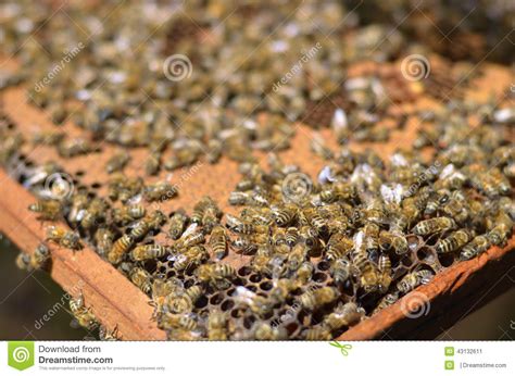 Artificial Bee Hives For The Production Of Honey And Royal Jelly