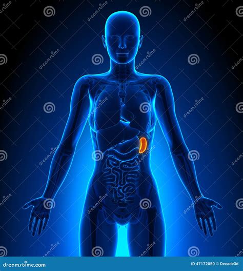 Spleen Female Organs Human Anatomy Stock Illustration Illustration Of Surgery Disease