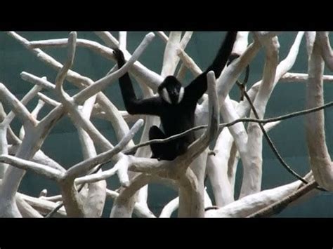 Gibbons Can Swing at 35 MPH : r/BeAmazed