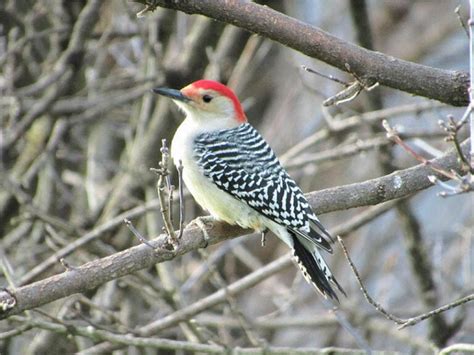 Red Bellied Woodpecker Field Guide Pictures Habitat And Info Optics Mag