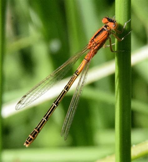 Aurantiacae Around Oxfordshire Scarce Blue Tailed Damselfly Expands It