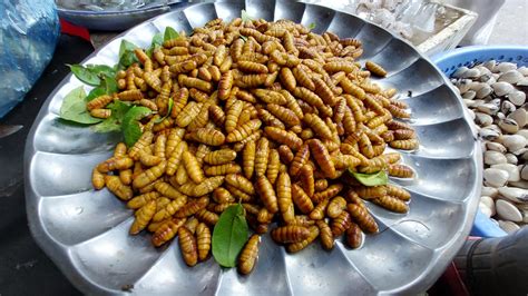 Silkworm pupae | Feedipedia