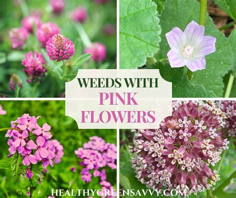 10 Weeds With Pink Flowers Foragers Should Know