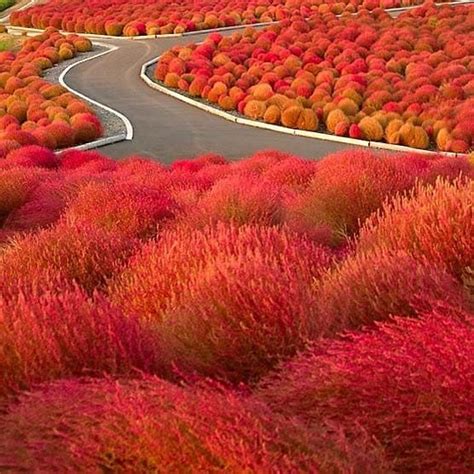 Kochia SCOPARIA (Кохия): купить ~ 10 семян c доставкой почтой 🌸 Адениум ...