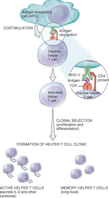 9 Outline The Steps In A Cell Mediated Immune Response Diagram Quizlet