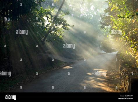 Sunbeam Sunlight Sun Rays Through Tree Anjarle Village Road