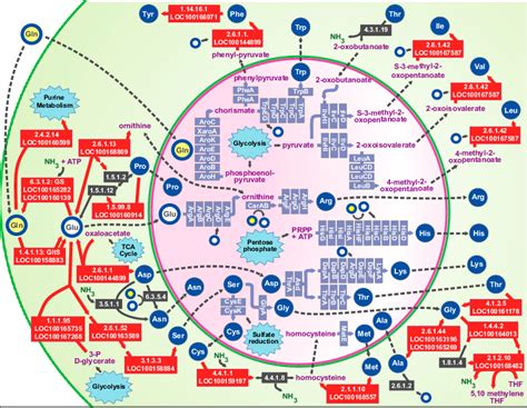 Integration Of Amino Acid Biosynthetic Pathways Of The Aphid And