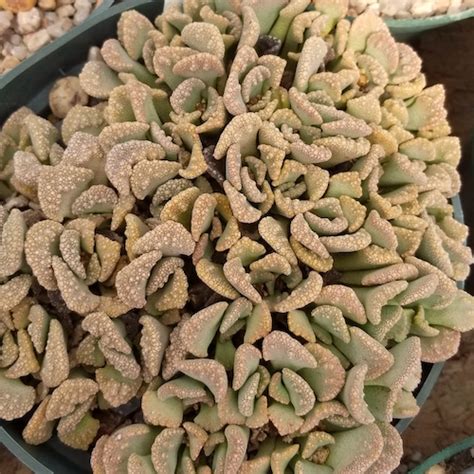 Titanopsis Calcarea Mesa Garden