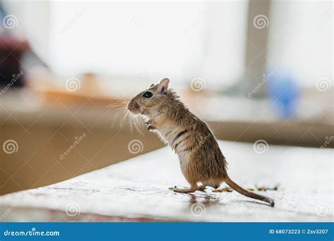 Mouse Standing On Hind Legs