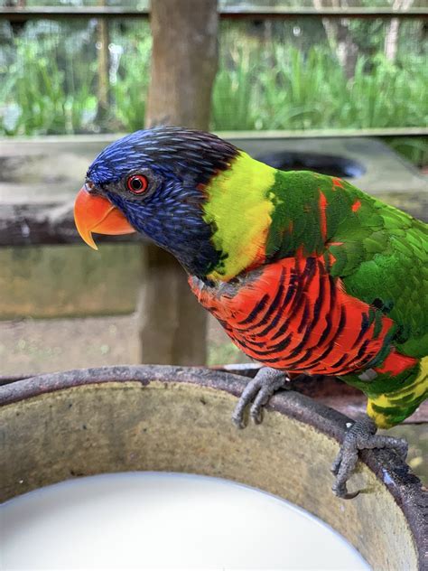 Rainbow Lorikeet Bird Colourful - Free photo on Pixabay - Pixabay